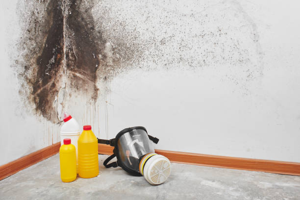 Best Mold Damage Repair  in Ludowici, GA