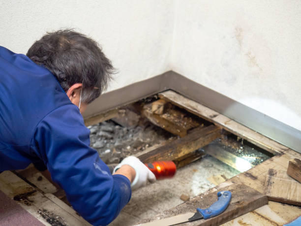 Best Crawl Space Mold Removal  in Ludowici, GA