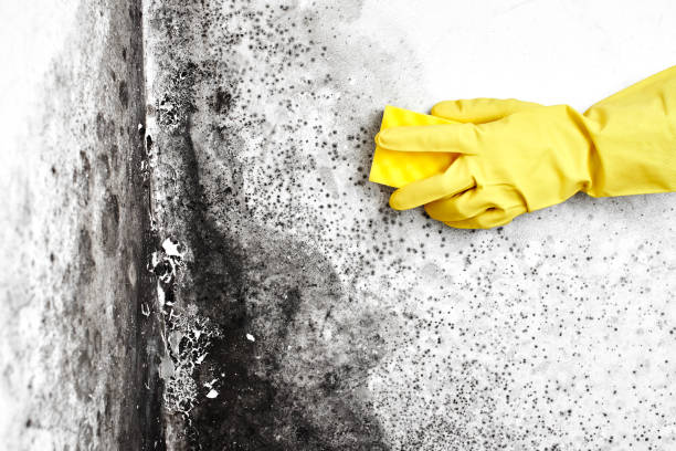 Best Affordable Mold Removal  in Ludowici, GA