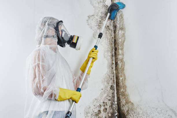 Best Mold Removal Process  in Ludowici, GA