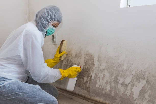Mold Testing and Removal in Ludowici, GA