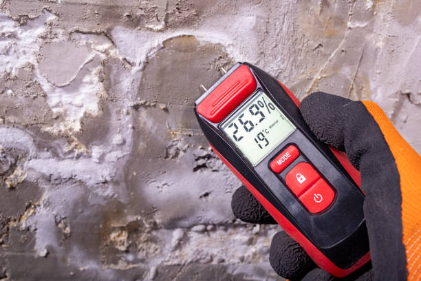 Best Emergency Mold Removal  in Ludowici, GA