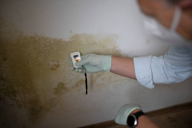 Best Commercial Mold Removal  in Ludowici, GA