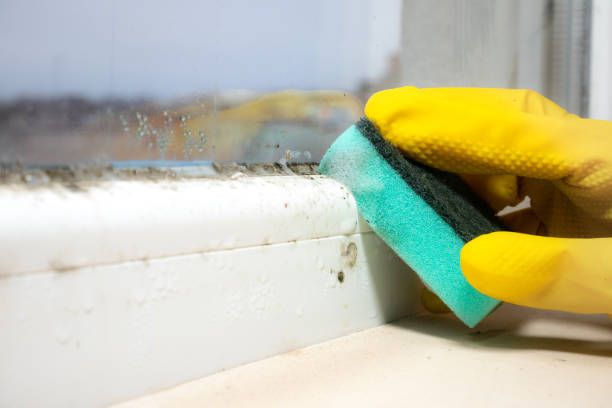 Trusted Ludowici, GA Mold Removal Experts