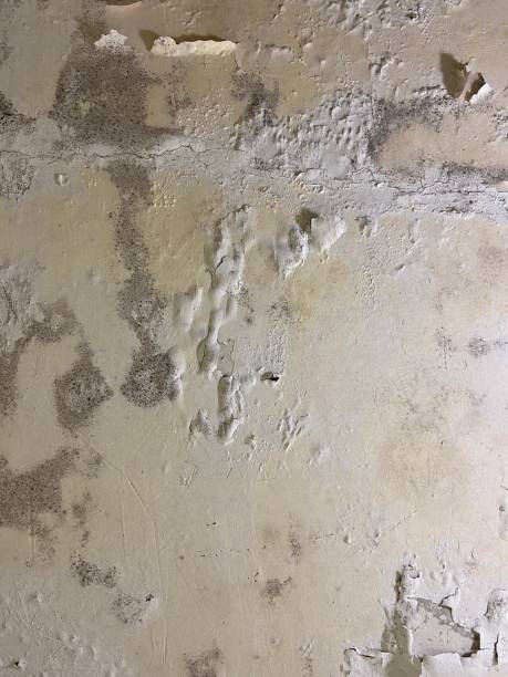 Best Office Mold Removal Services  in Ludowici, GA