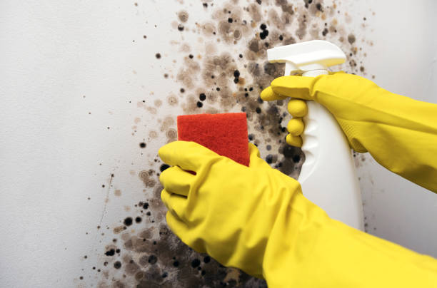 Crawl Space Mold Removal in Ludowici, GA