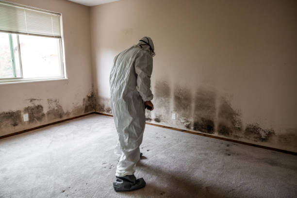 Best Professional Mold Removal  in Ludowici, GA