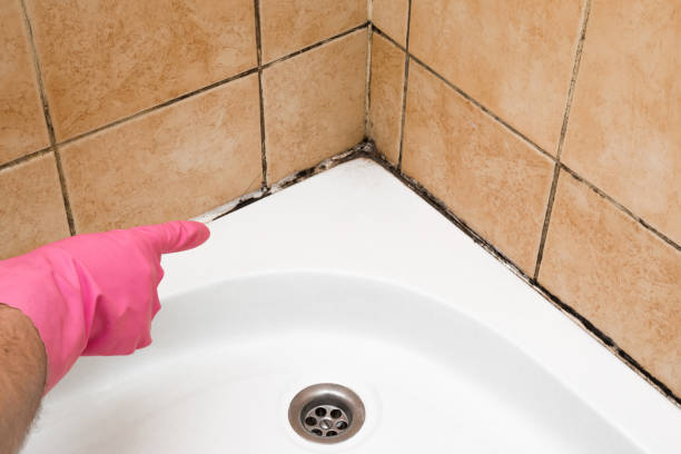 Best Crawl Space Mold Removal  in Ludowici, GA