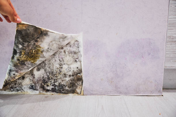 Best Mold Damage Repair  in Ludowici, GA